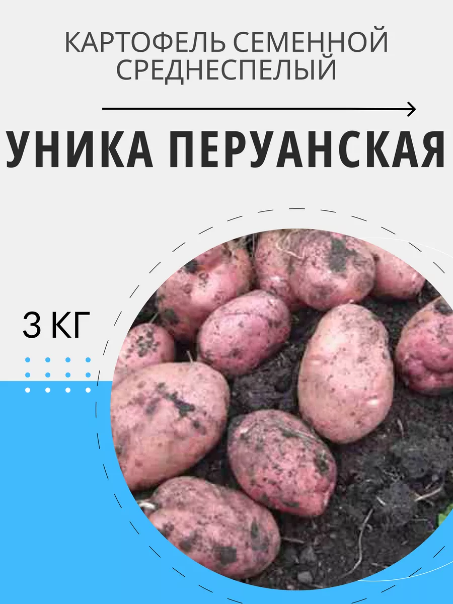 Картофель семенной на посадку клубни Уника Перуанская 3 кг Цветочная Птичка  218934212 купить в интернет-магазине Wildberries