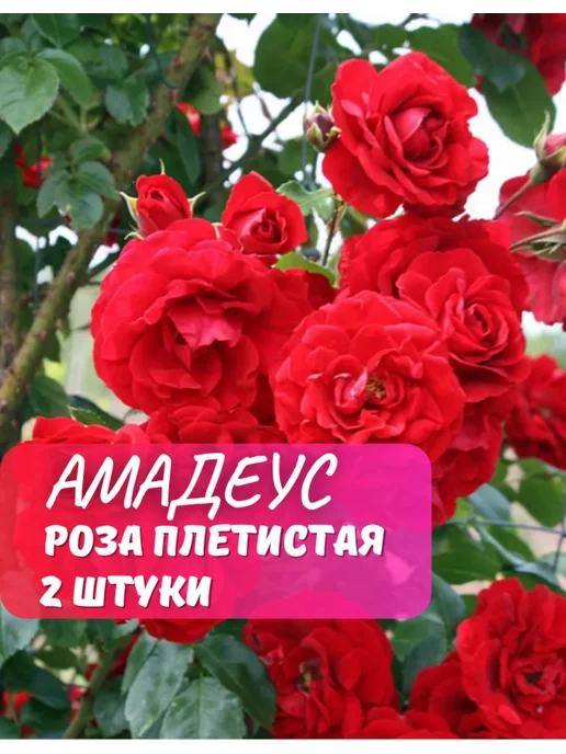 Роза амадеус фото и описание отзывы
