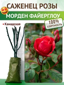 Роза канадская Морден Файерглоу саженцы для сада Питомник растений Русь 218997112 купить за 413 ₽ в интернет-магазине Wildberries